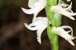 Great Plains lady's tresses